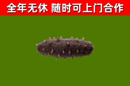 高青烟酒回收干海参.jpg